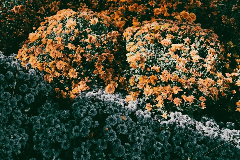 Whole Flower vs. Localized Color Change (Image Credits: Pexels)