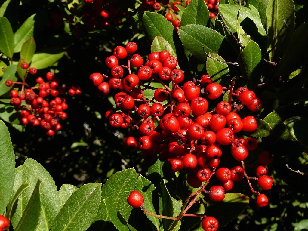 Plant #1: Toyon (Heteromeles arbutifolia) - California Holly (docentjoyce, Flickr, CC BY 2.0)