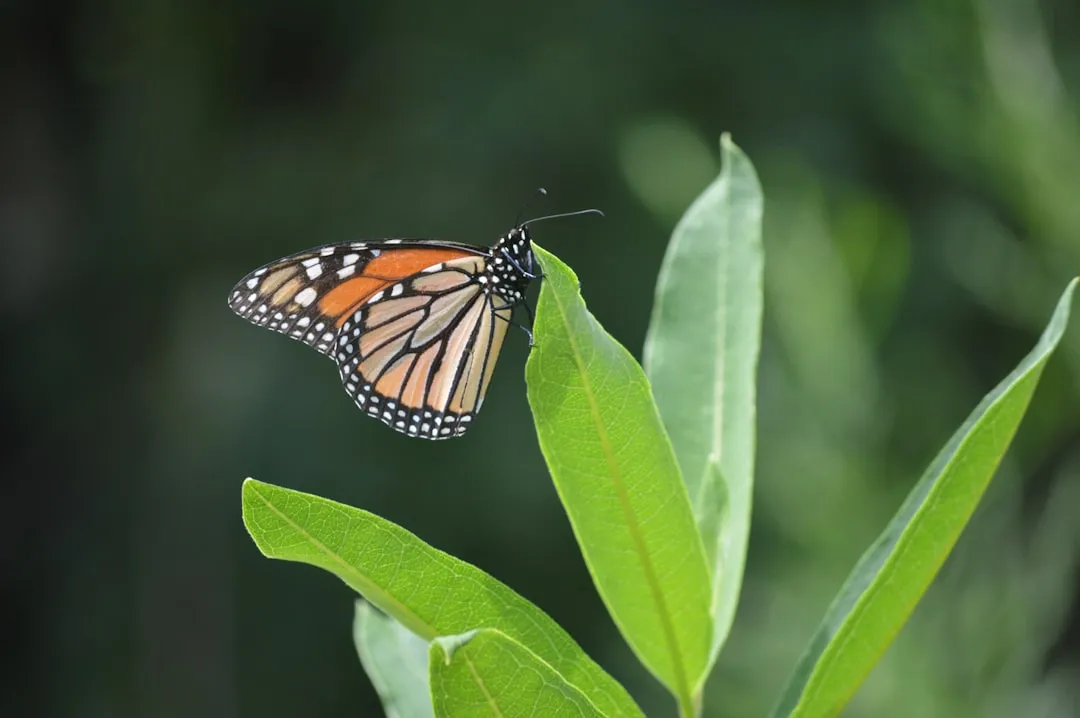 1. Common Milkweed (Asclepias syriaca): The Indispensable Monarch Host (Image Credits: Unsplash)