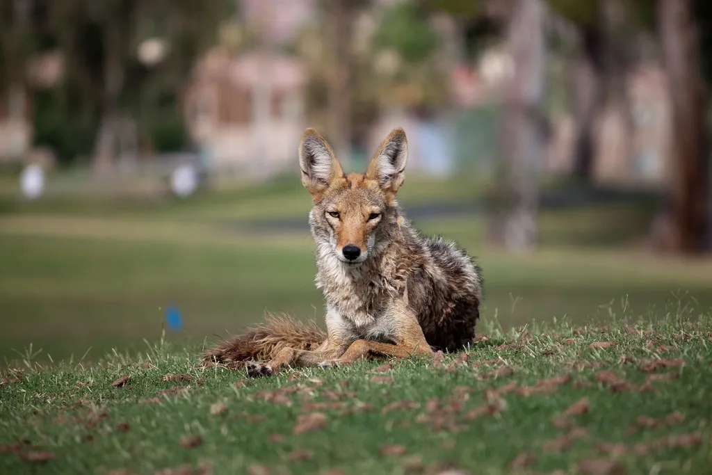 Urban Coyotes Showing Bolder Body Language Overall (Dru Bloomfield - At Home in Scottsdale, Flickr, CC BY 2.0)