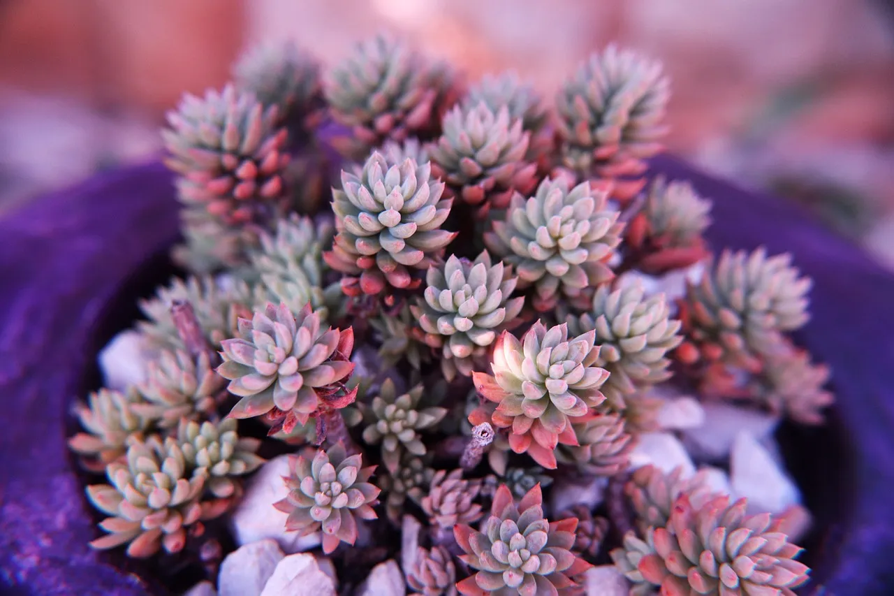 Conclusion: Plant Once, Benefit for Years (Image Credits: Pixabay)