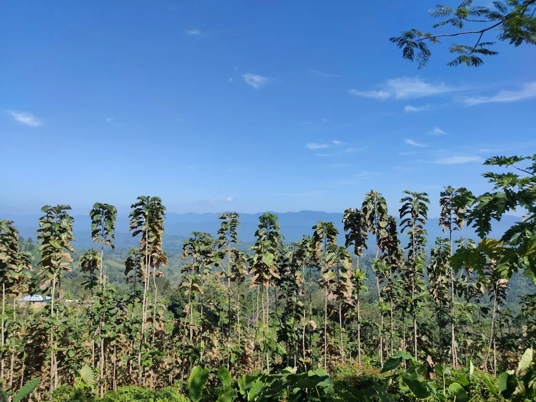 Young Trees vs. Mature Trees (Image Credits: Unsplash)