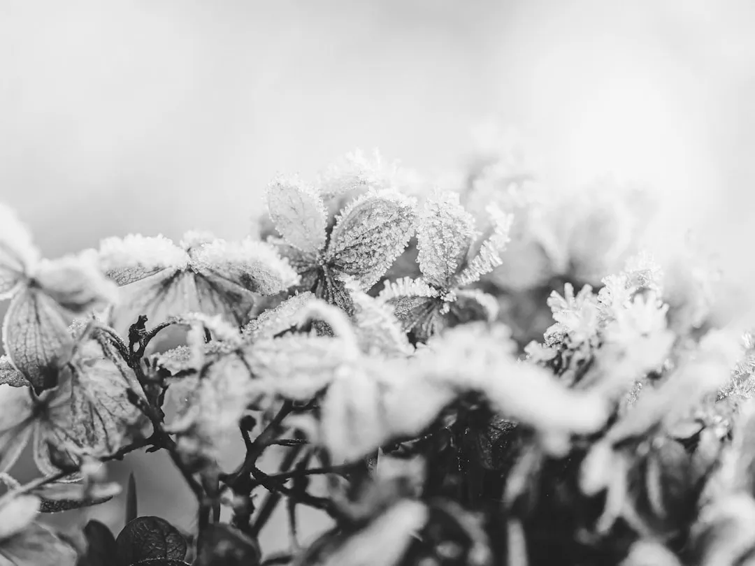 Frost Damage: When Winter Does the Pruning for You (Image Credits: Unsplash)