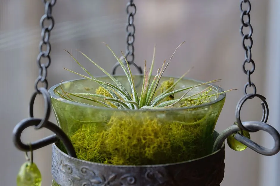 Why Air Plants and Freedom Make So Much Sense Together (Image Credits: Pexels)
