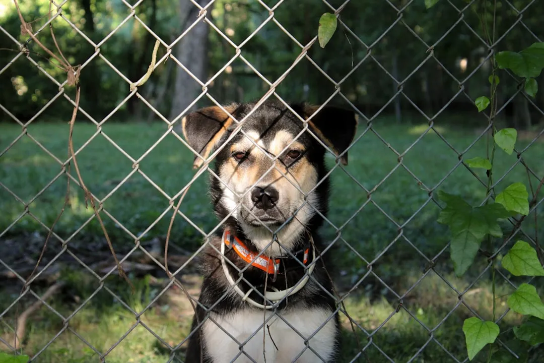 A Fenced, Low-Hazard Perimeter (Image Credits: Unsplash)