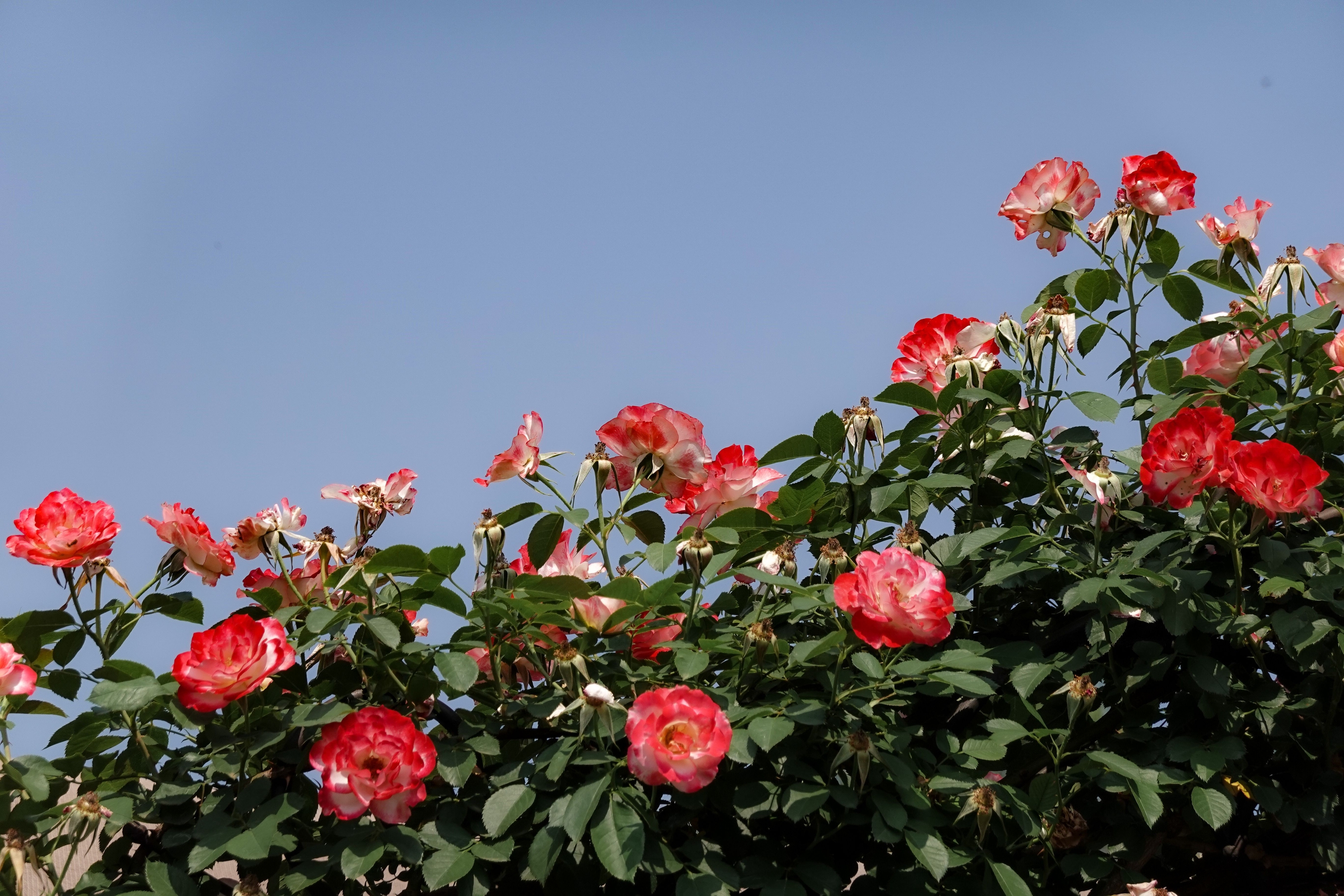 The Surprising Reason Your Neighbor's Roses Bloom Longer Than Yours