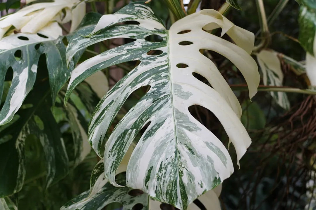The Monstera Albo or Rare Variegated Plant: The Collector Host (Image Credits: Unsplash)