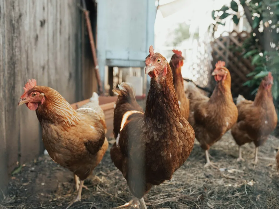 The Role of Hen Vaccination (Image Credits: Unsplash)