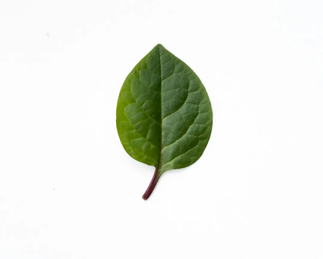 4. Spinach: The Quiet Overachiever (Image Credits: Unsplash)