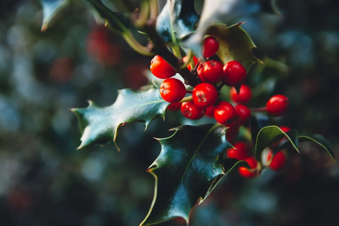 Holly Berries: The Holiday Hazard Nobody Talks About (Image Credits: Unsplash)