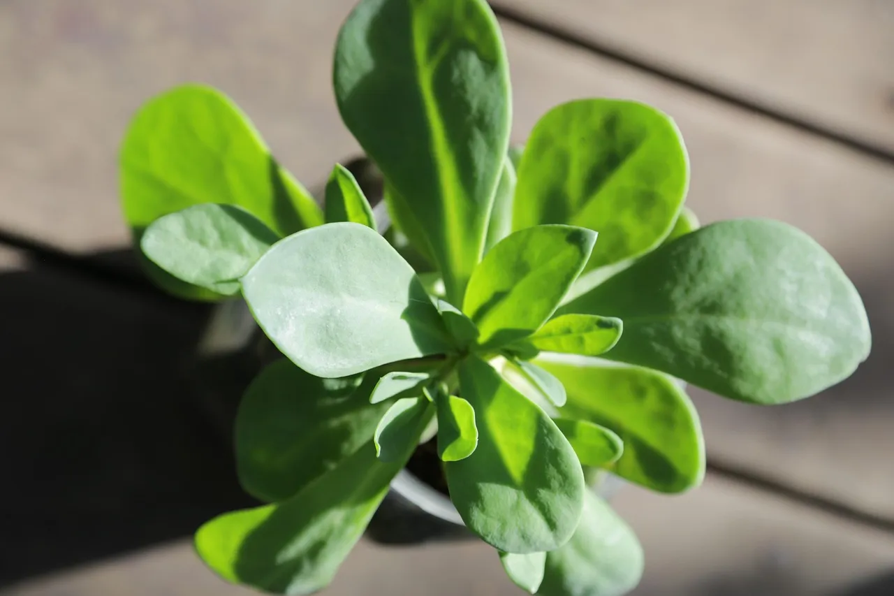 It Outperforms Superfoods You're Already Buying at the Store (Image Credits: Pixabay)