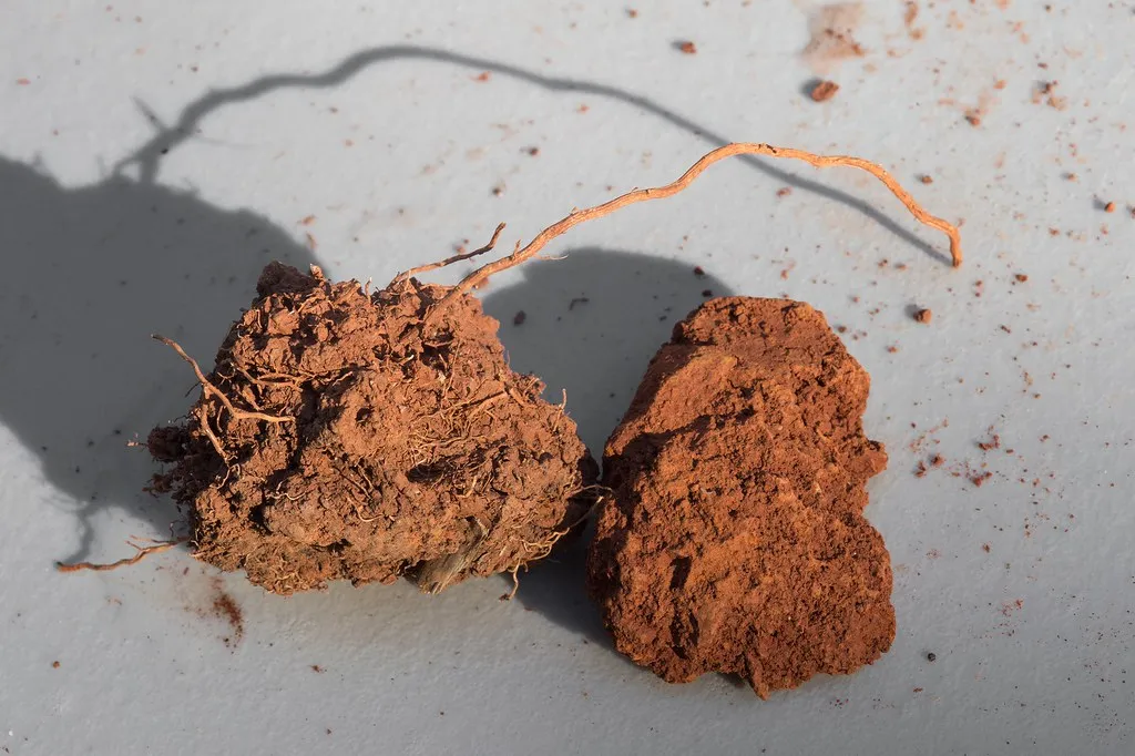Low Soil Fertility: The Nutrient Deficit (Image Credits: Flickr)