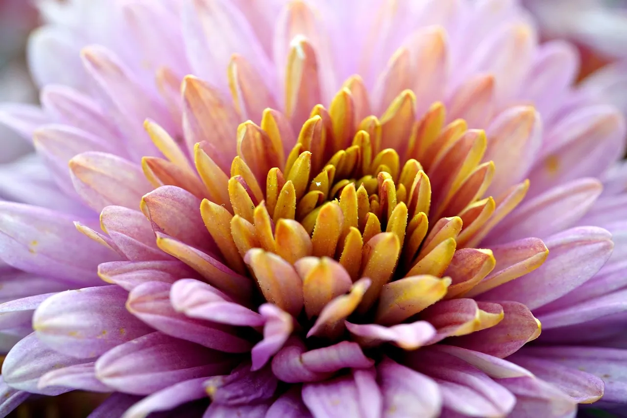 Where To Find Them And What They Typically Cost (Image Credits: Pixabay)