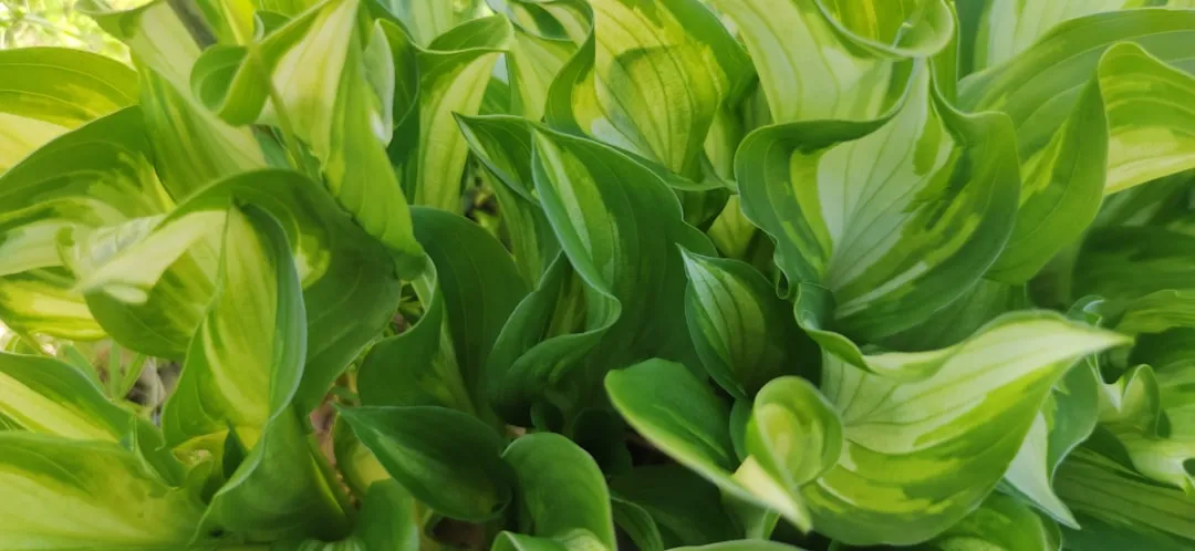 How to Apply Copper Tape to Hostas in Pots (Image Credits: Unsplash)