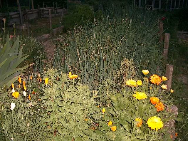 Practical Placement: Where to Actually Put These Flowers (hardworkinghippy : La Ferme de Sourrou, Flickr, CC BY-SA 2.0)