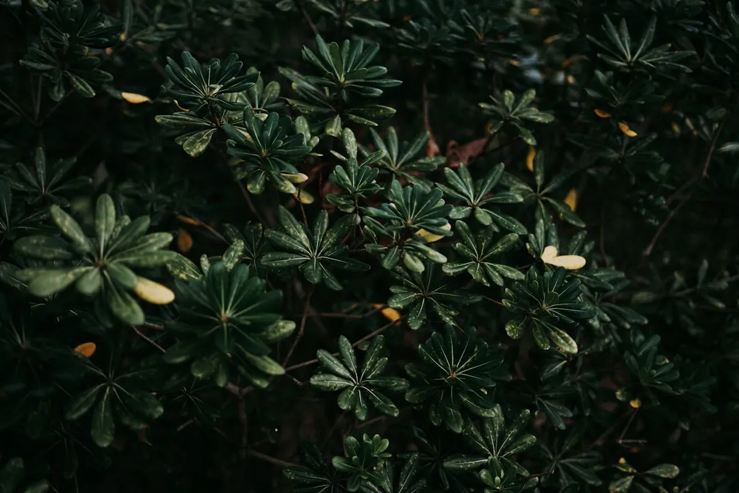How These Plants Actually Spread (Image Credits: Unsplash)