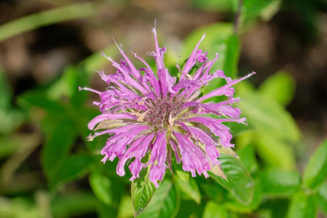 2. Bee Balm (Monarda) (Image Credits: Unsplash)