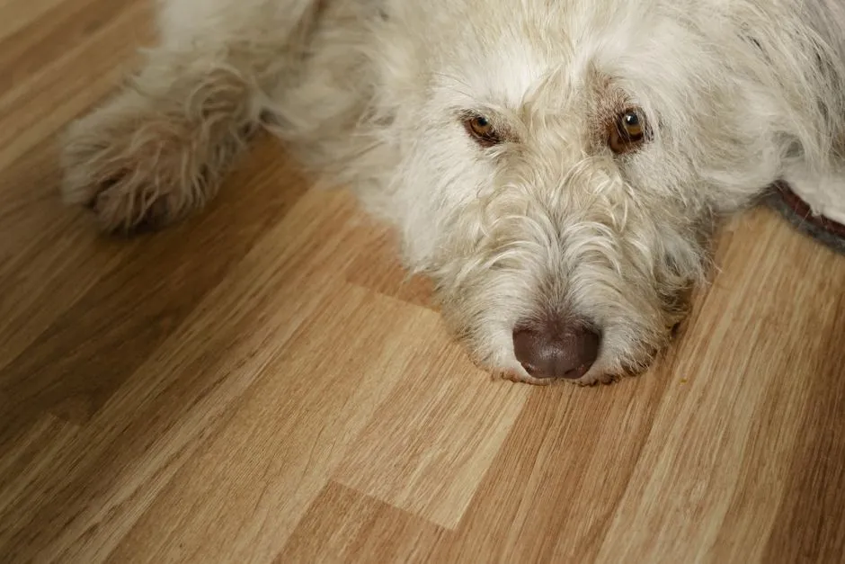 Why Boredom Hits Some Dogs Harder Than Others (Image Credits: Pexels)
