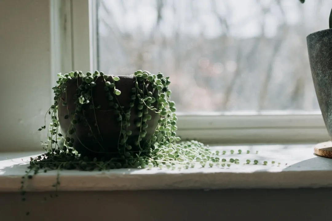7. String of Pearls: The Creative Free Spirit (Image Credits: Unsplash)
