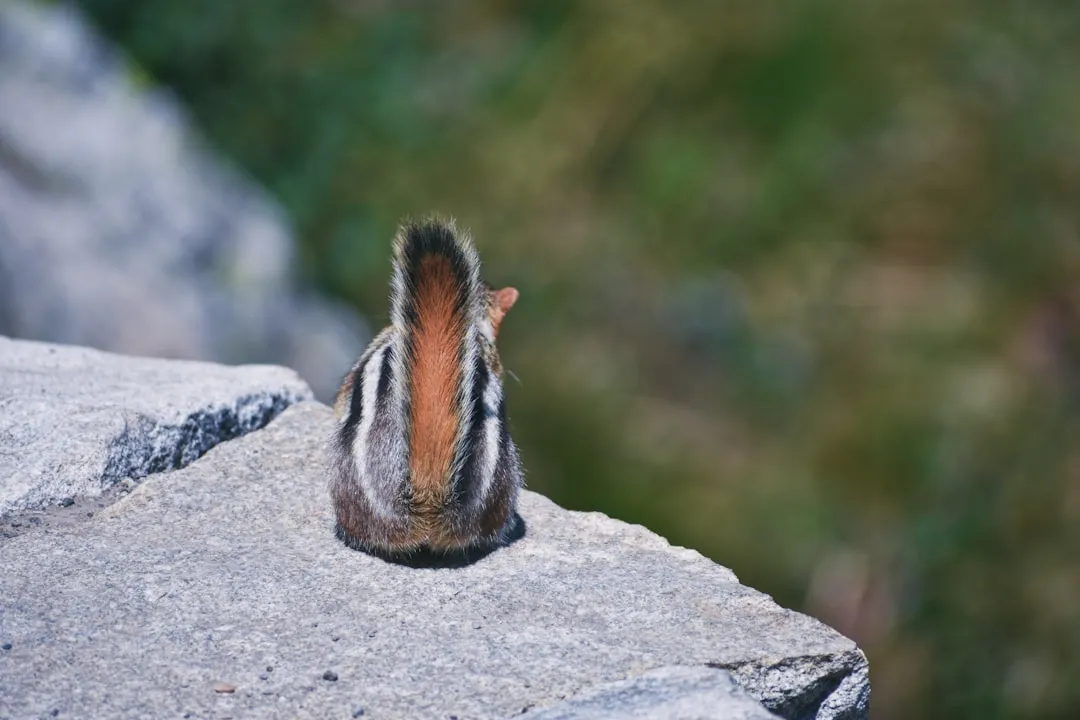 Torpor, Not True Hibernation: Why the Stockpile Matters So Much (Image Credits: Unsplash)