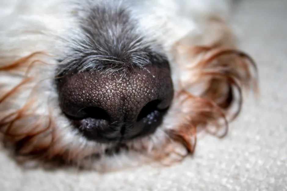 The Nose Knows More Than You Think (Image Credits: Pexels)
