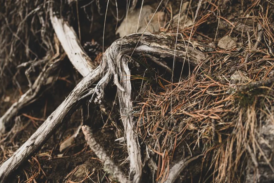 Why Symptoms Get Misread (Image Credits: Pexels)