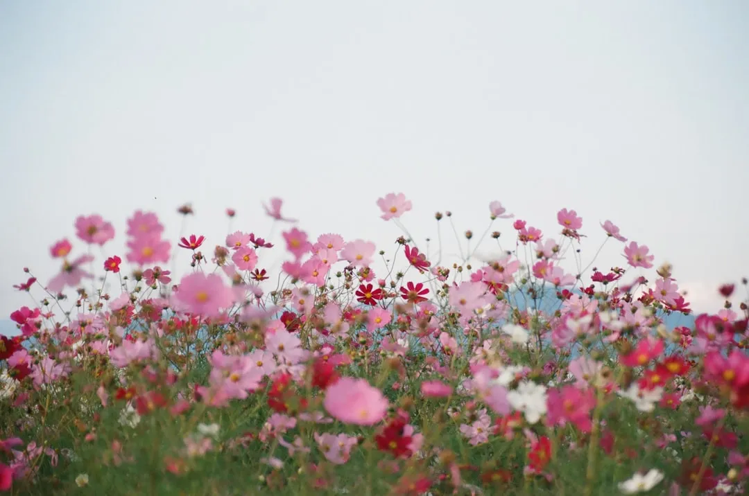 Why Planting in Drifts Matters as Much as Species Choice (Image Credits: Unsplash)