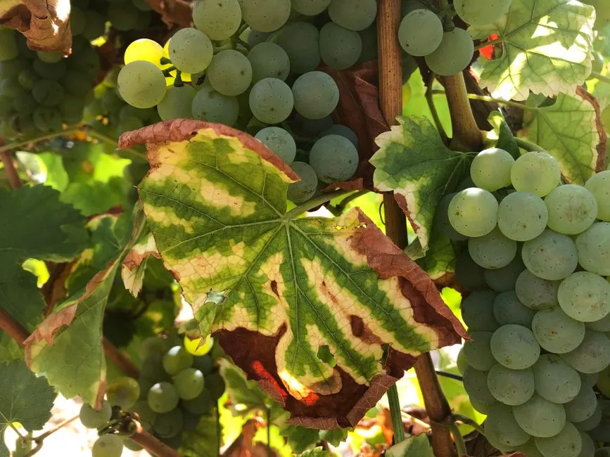 Why Calcium Doesn't Reach the Fruit (Image Credits: Pexels)