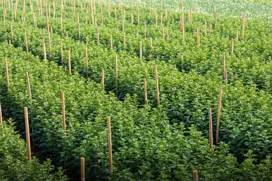 Never Adjusting Ties as the Plant Grows (Image Credits: Pexels)