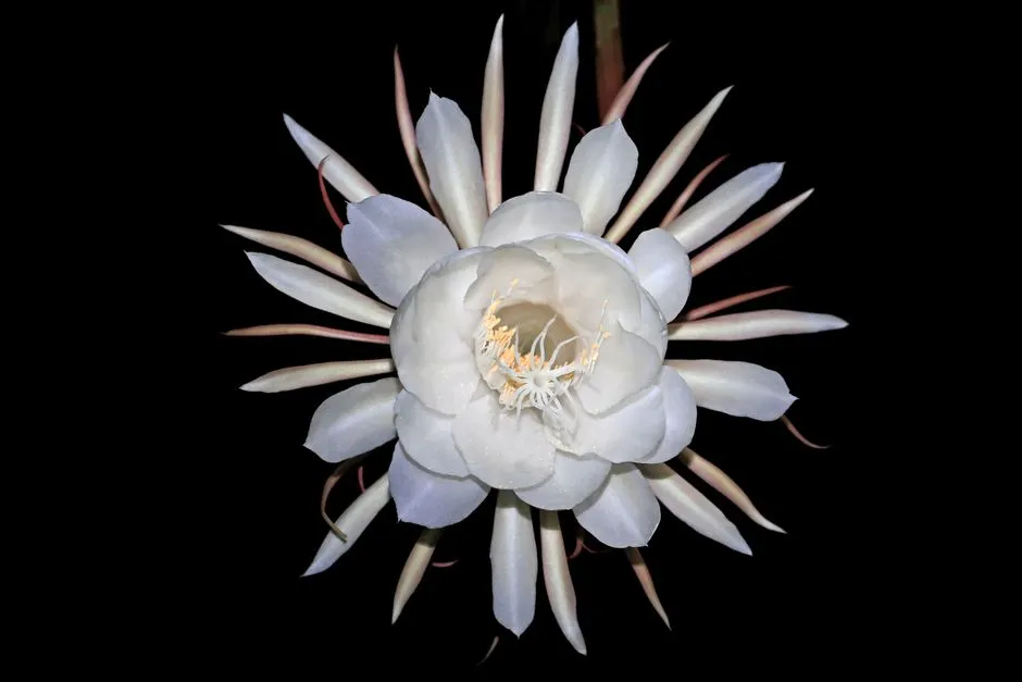 Container Growing: Bringing the Night Garden to Any Space (Image Credits: Pexels)