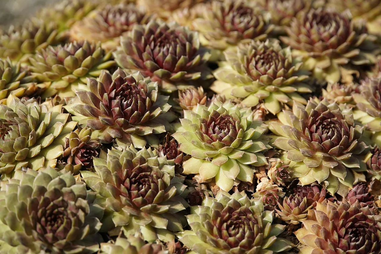 Species No. 5: Sedum or Stonecrop (Sedum spp.) (Image Credits: Pixabay)