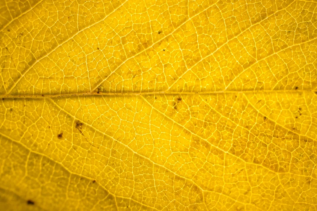 Yellow Leaves Are Not Always a Watering Problem (Image Credits: Unsplash)
