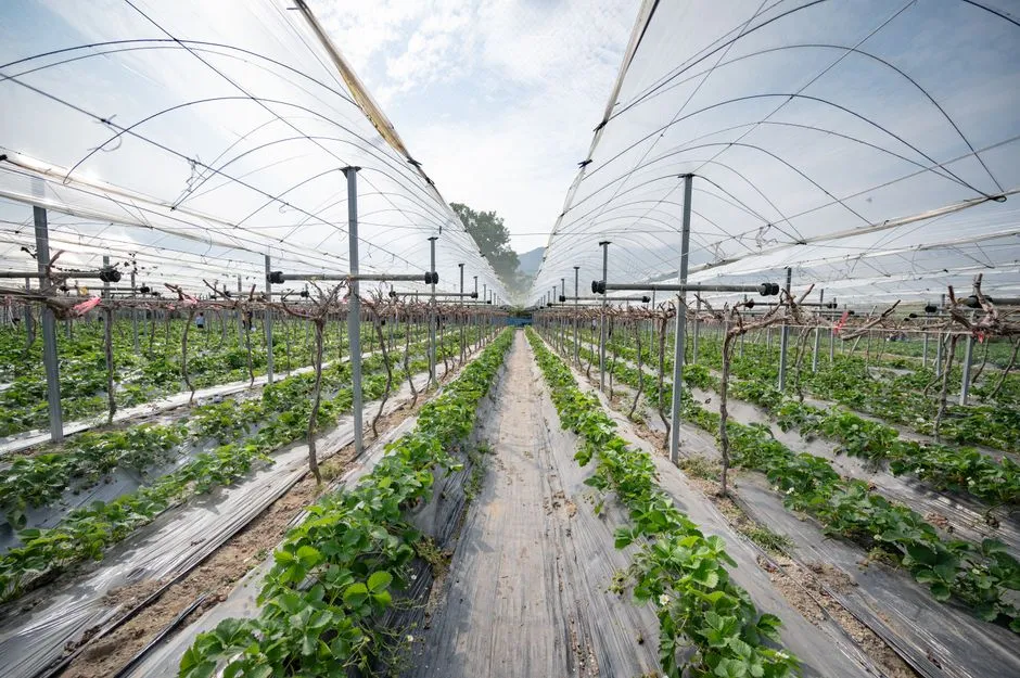 Weed Suppression: A Surprisingly Strong Benefit (Image Credits: Pexels)