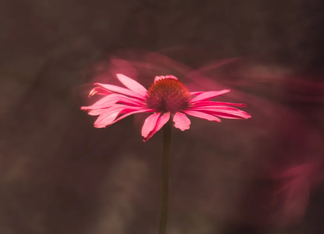 Species No. 3: Echinacea or Coneflower (Echinacea spp.) (Image Credits: Unsplash)