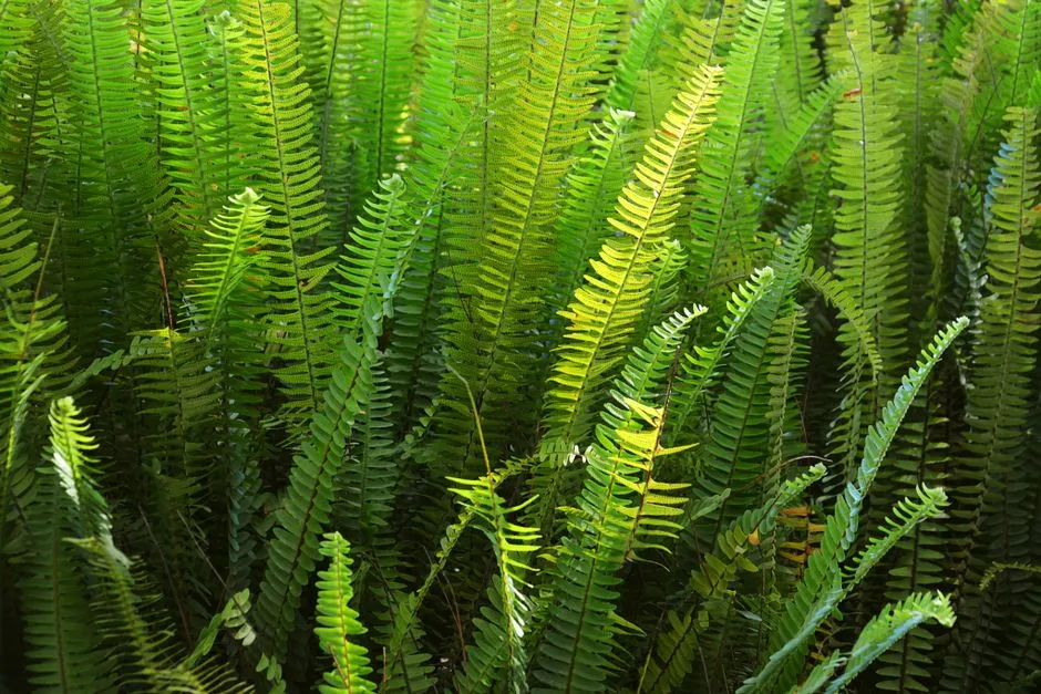 Christmas Fern (Polystichum acrostichoides) (Image Credits: Pexels)