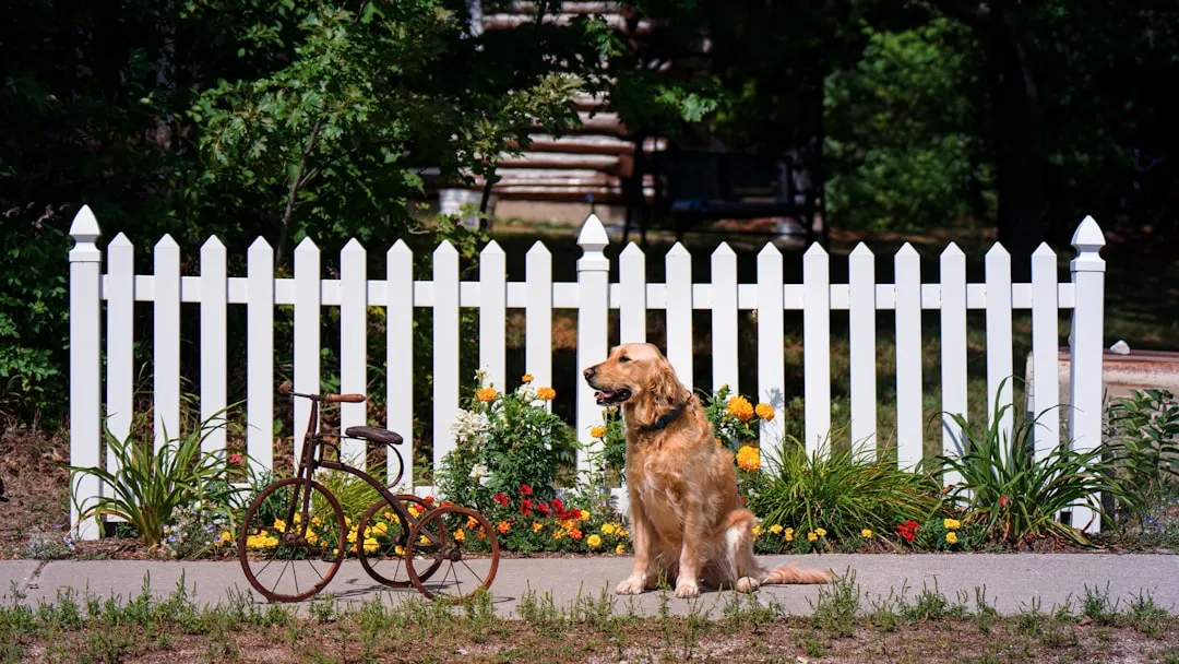 Fencing, Space, and Safety Considerations (Image Credits: Unsplash)