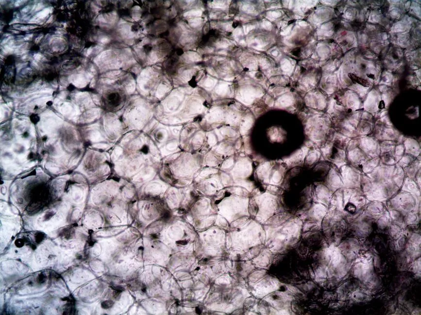 Gibberellins and the Cell Wall Connection (Image Credits: Pexels)