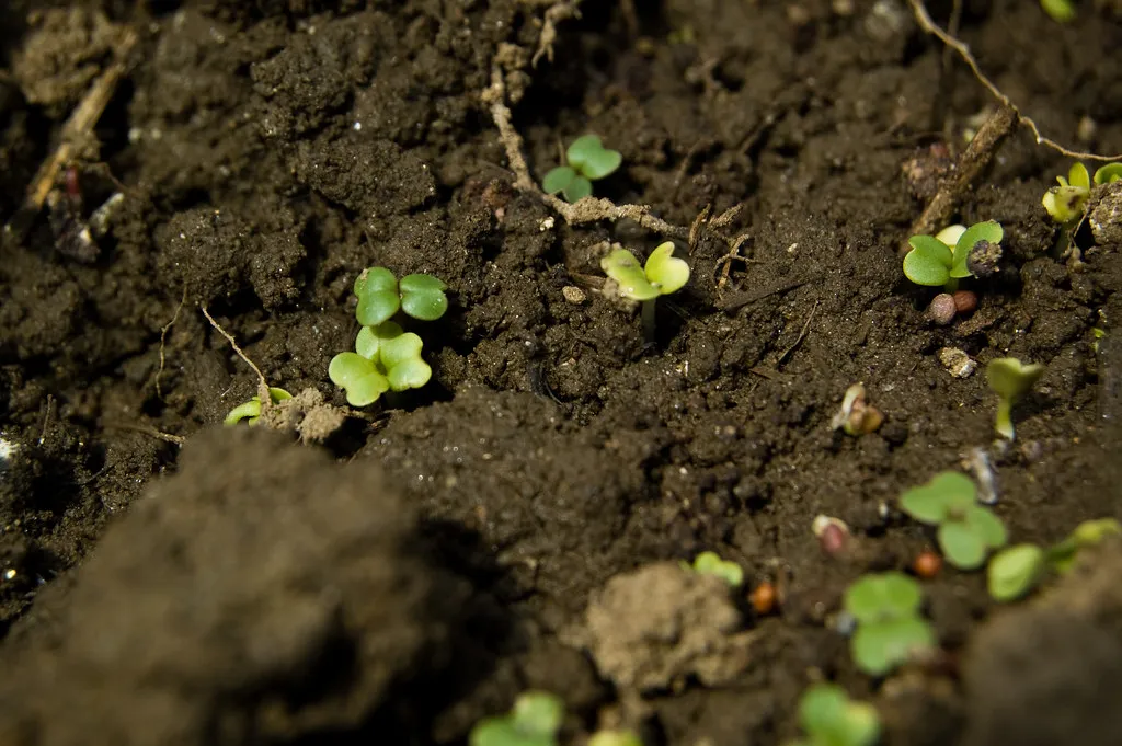 The Subterranean Reason Your Houseplants Thrive in Chunky, Aerated Soil Mixes