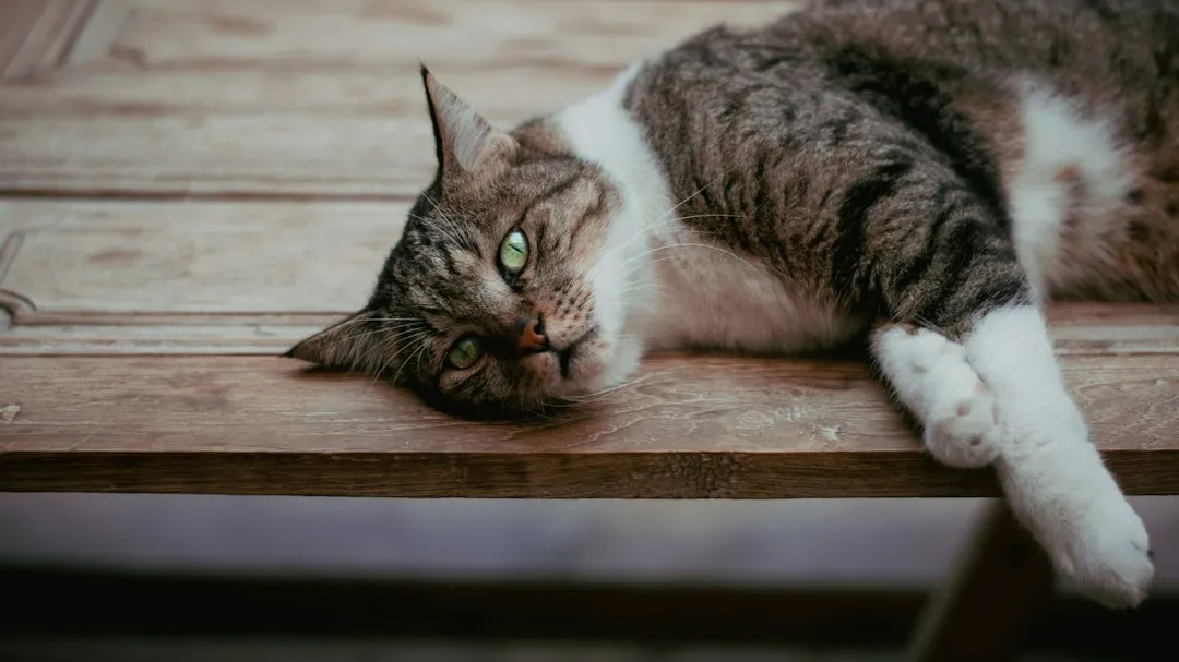 The Science of Feline Attachment Is Stronger Than Most People Realize (Image Credits: Unsplash)