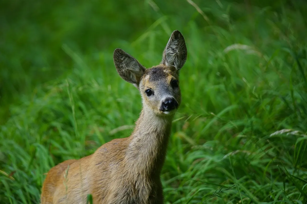 The Deer Defense Theory (Image Credits: Pixabay)