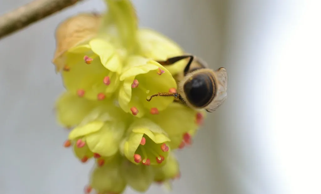 Who Actually Pollinates It? (conall.., Flickr, CC BY 2.0)