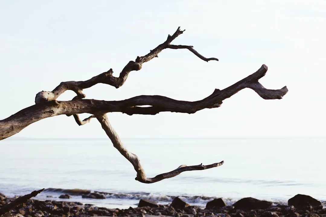 The Abscission Zone: Where the Separation Happens (Image Credits: Unsplash)