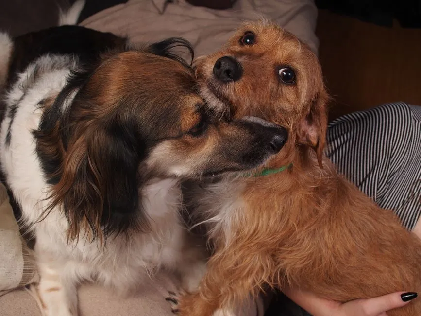 Better Ways to Show Your Dog You Care (Image Credits: Pexels)