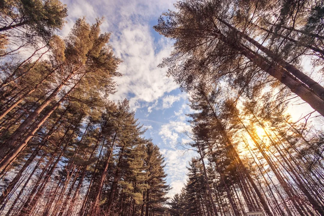 Ponderosa Pine (Pinus ponderosa): Big Structure, Real Presence (Image Credits: Unsplash)