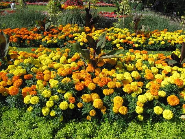 Marigolds as a Trap Crop: A Smarter Strategy Than Pure Repellence (wallygrom, Flickr, CC BY-SA 2.0)