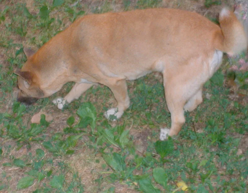 Sniff-Focused Walks as Genuine Enrichment (By Oldsingerman20, CC BY-SA 3.0)