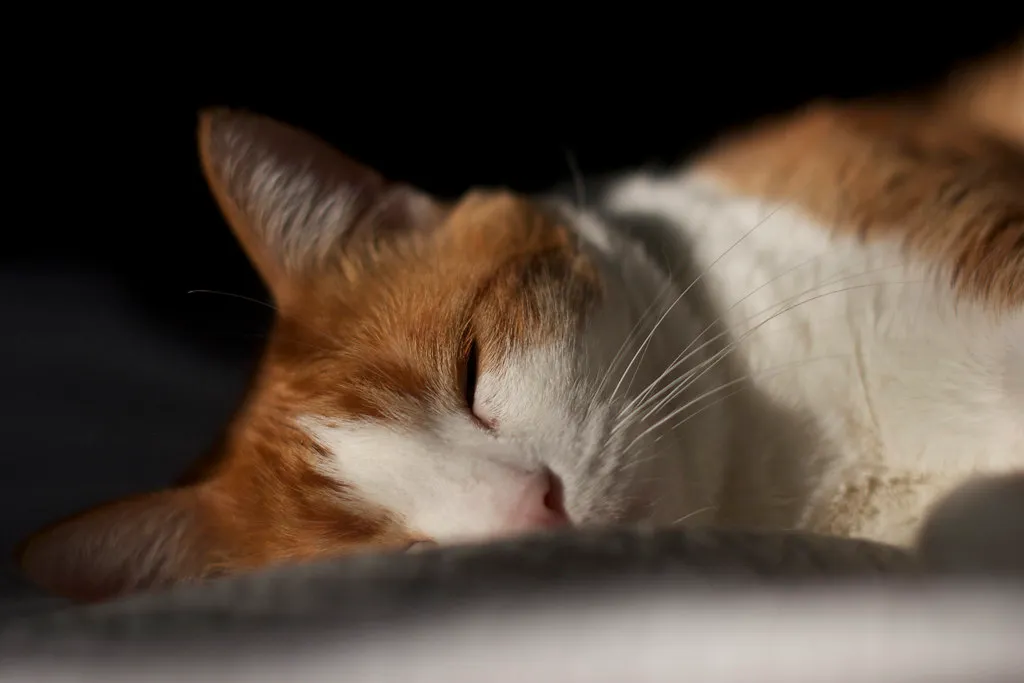 REM Sleep in Cats Depends on External Heat Sources (davedehetre, Flickr, CC BY 2.0)
