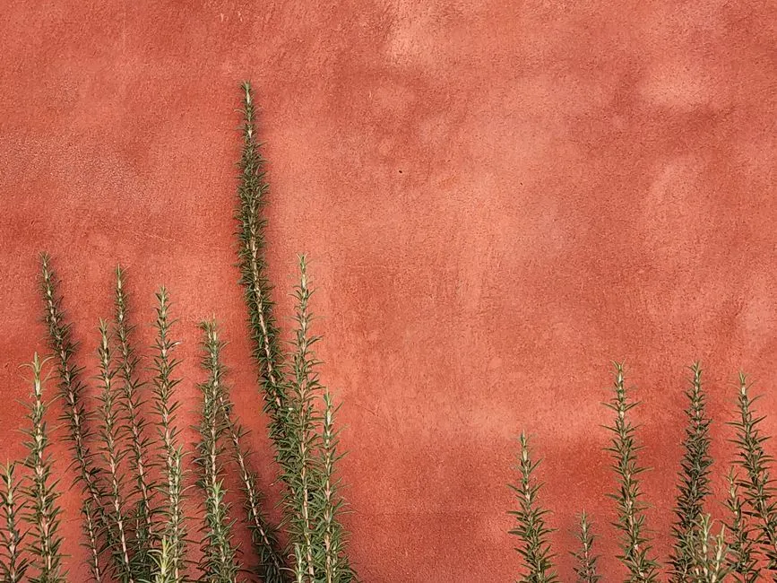 The Mediterranean Connection: Why These Plants Belong in Sonoma (Image Credits: Pexels)