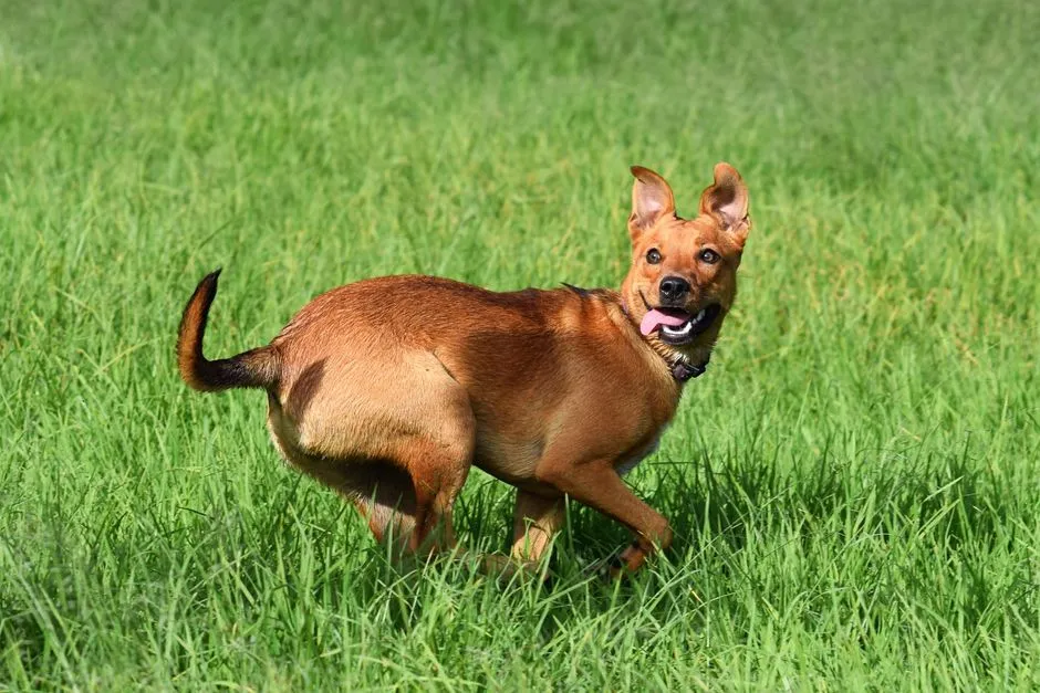 The Slow Wag and What It Usually Means (Image Credits: Pexels)