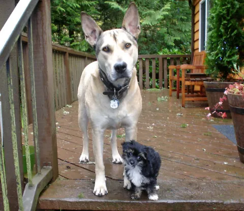 Is Your Dog Doing It to Look Cute? Probably Not. (crestedcrazy, Flickr, CC BY 2.0)